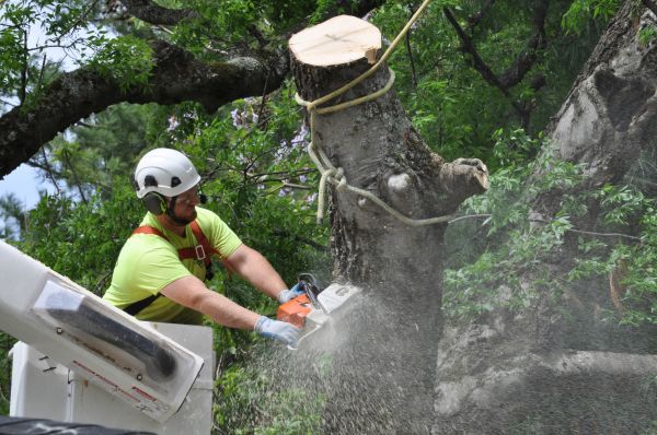 Bozeman Tree Trimming